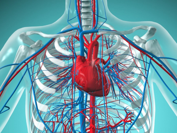 Сердечнососудистая система человека